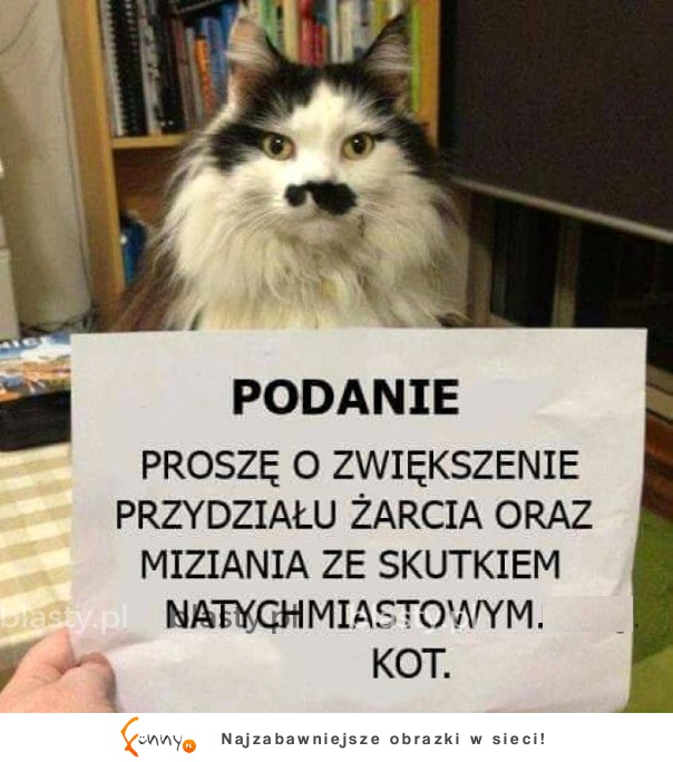 Mój kot przedstawił mi dzisiaj podanie XD