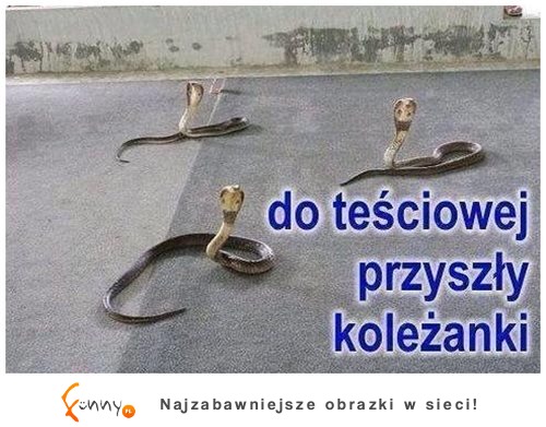 Koleżanki teściowej