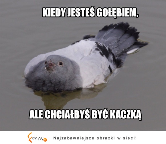 nie można mieć wszystkiego