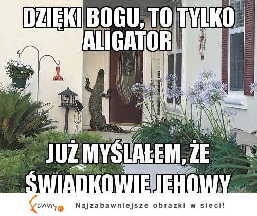 Dzięki Bogu, to tylko aligator