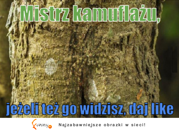 Mistrz