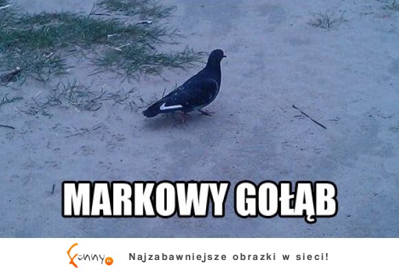 Markowy gołąb