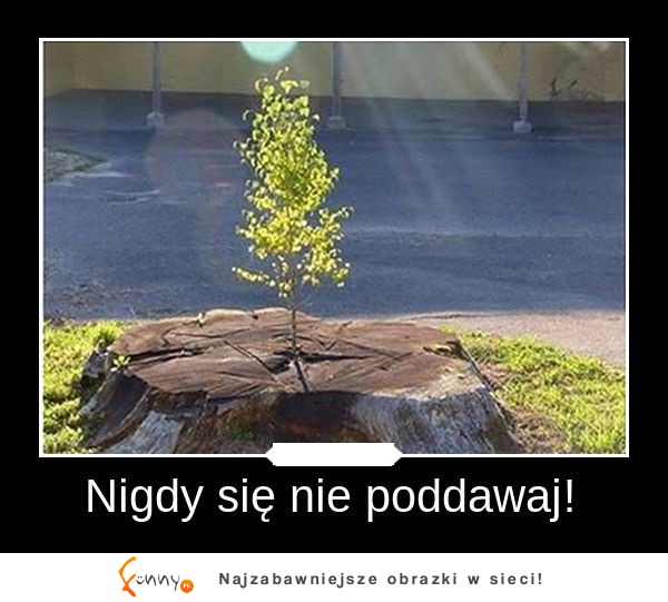 Nie poddawaj się