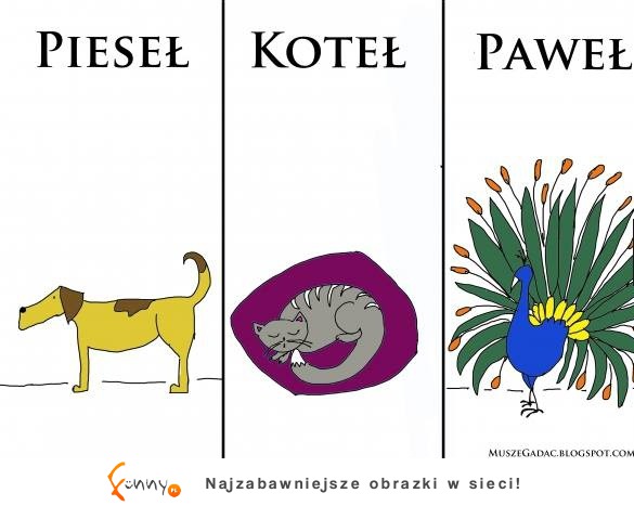 Pies, Koteł, Paweł