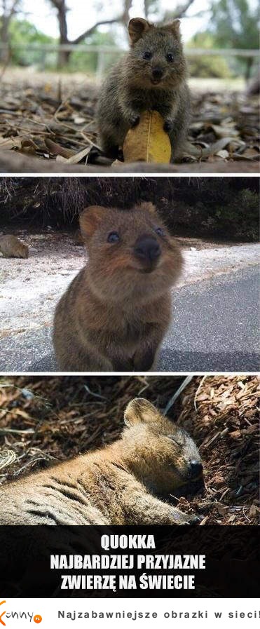 Poznaj Quokka! Pierwsze zdjęcie :O