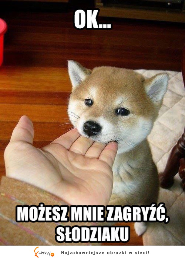 Możesz mnie zagryźć