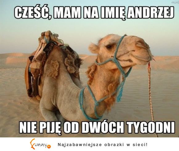 Nie piję (2)