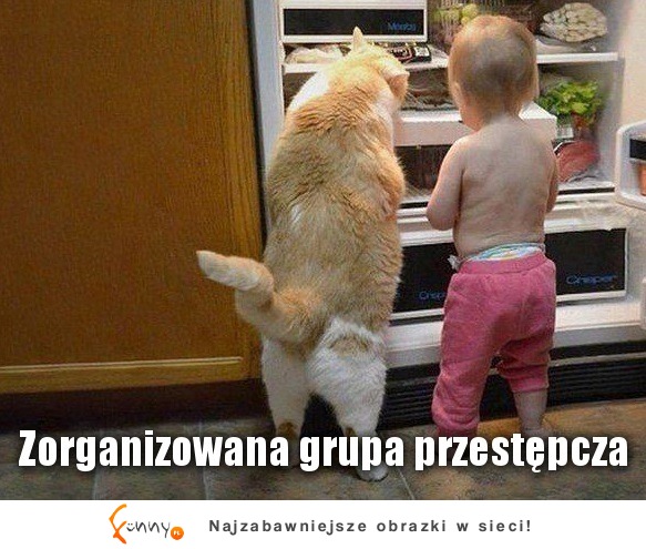 Dziś rano wszedłem do kuchni i zobaczyłem to XD