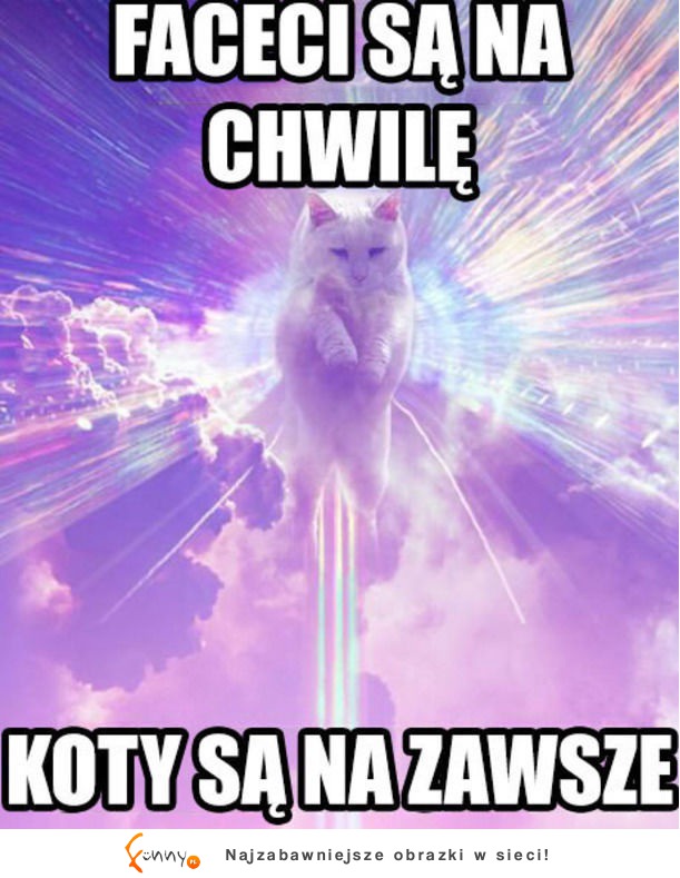 Koty są na zawsze