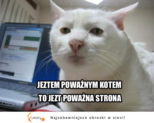 Jestem poważnym kotem :D