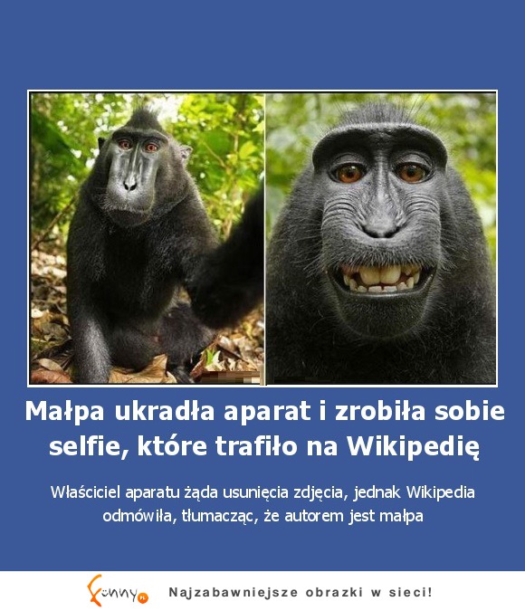 Małpa robi sobie selfie! HAHA MEGA!