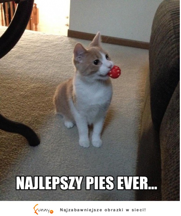 Najlepszy pies