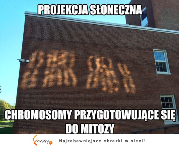 Projekcja słoneczna