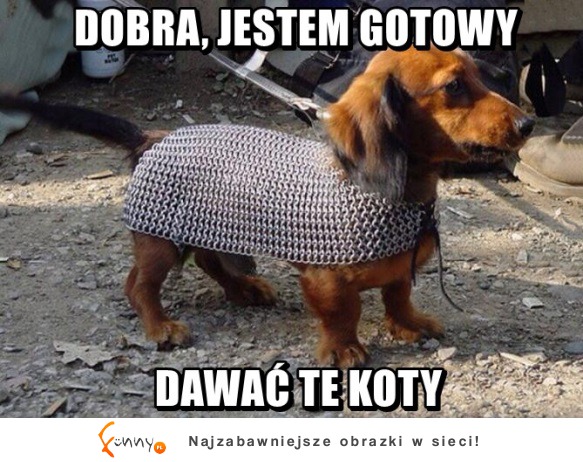 Gdzie te koty