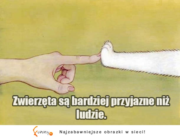 Żółwik z kotem