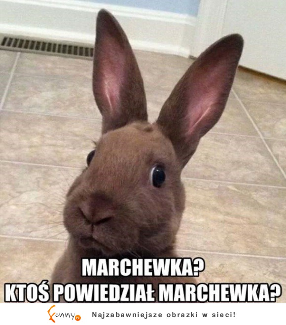 Marchewka