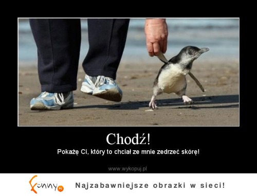 Pokażę ci, kóry to chciał ze mnie zedrzeć skórę! :)