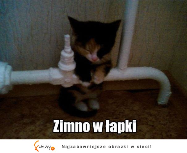 Zimno w łapki