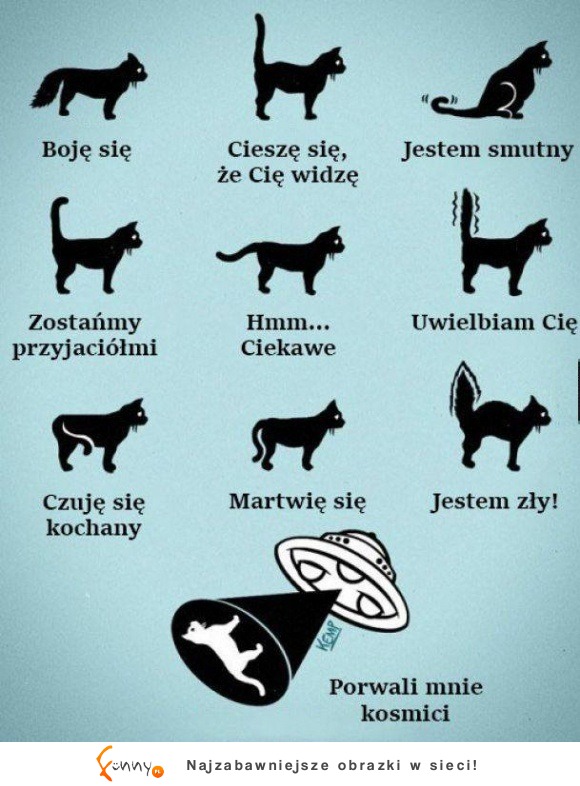 język kota