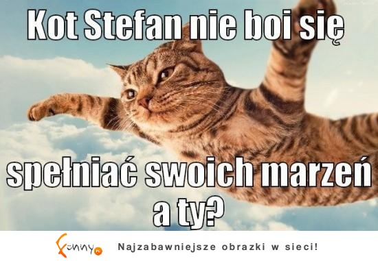 Stefan kot i marzenia