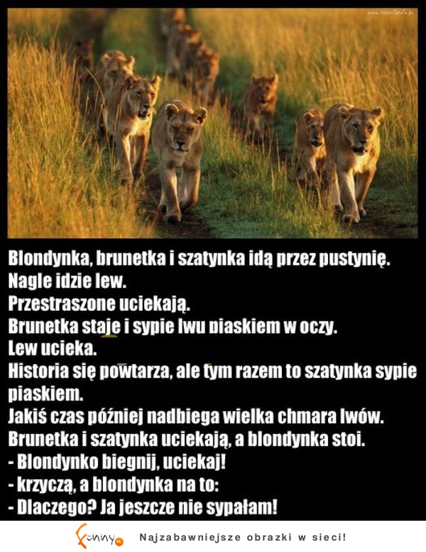 Blondynka, brunetka i szatynka idą przez pustynię :D