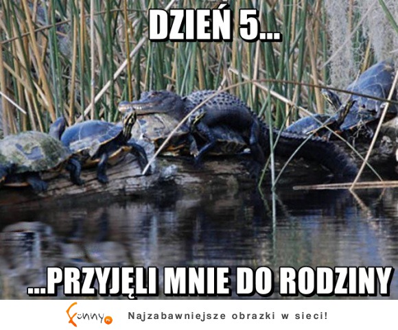 Dzień 5