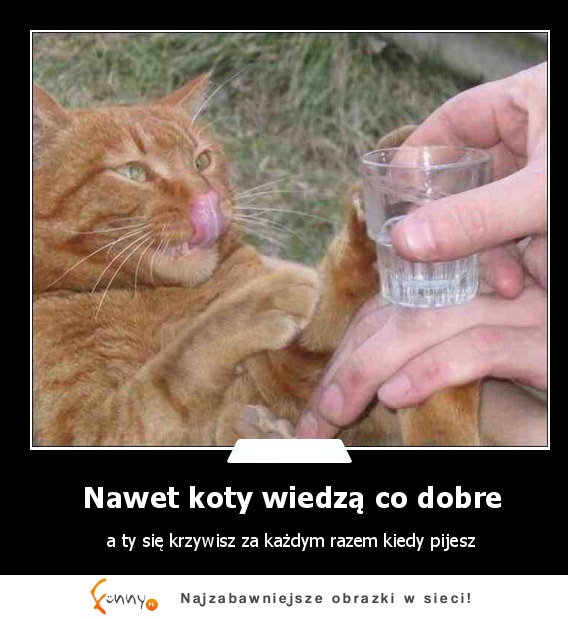 Nawet koty wiedza co dobre :D