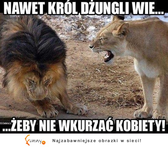 Nawet król dżungli wie...