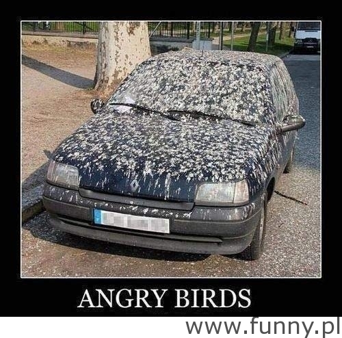 angry birds