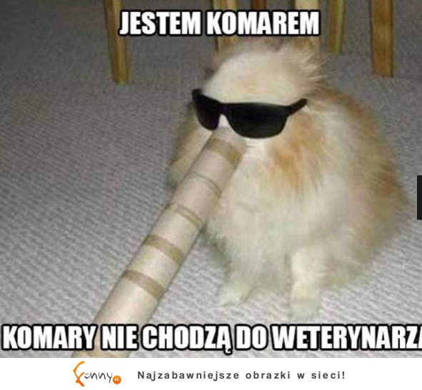 Jetę komarę