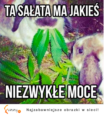 Sałata ^^