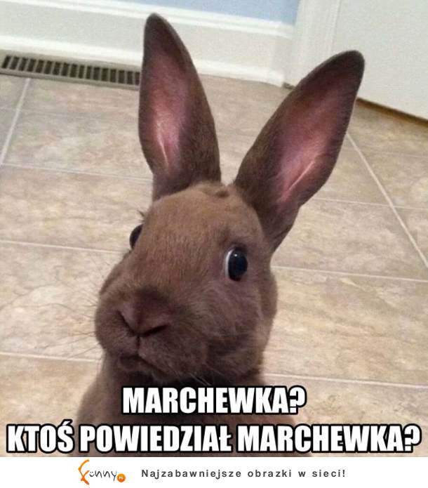 Marchewka