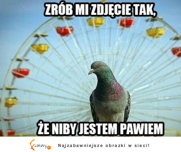 Piękny paw