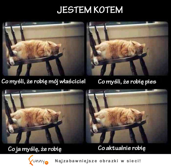 jestem kotem