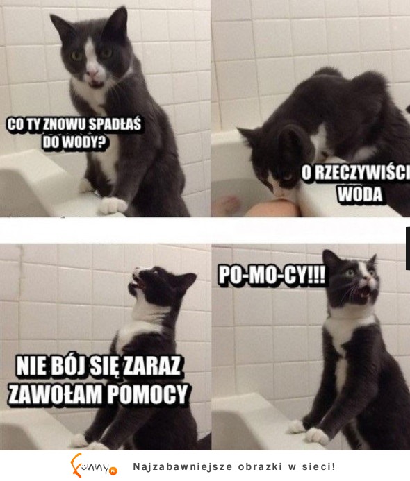 Kot ratownik