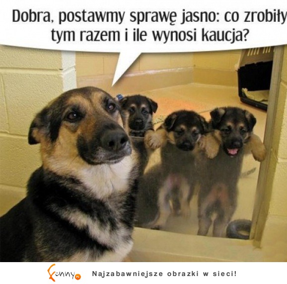 Co znów narobiły