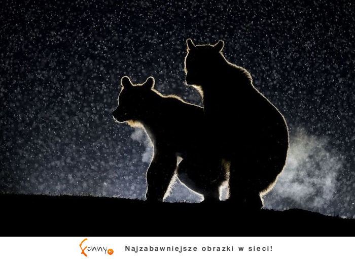 Najlepsze zdjęcia z „The Comedy Wildlife Photography" 2017, czyli zbiór zabawnych zdjęć zwierzaków Najlepsze zdjęcia z „The Comedy Wildlife Photography" 2017, czyli zbiór zabawnych zdjęć zwierzaków