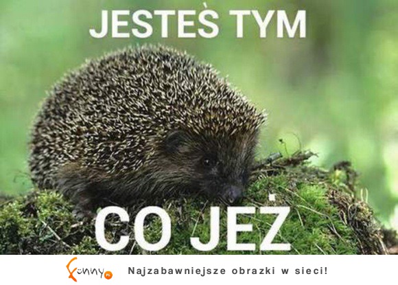 Co jeż