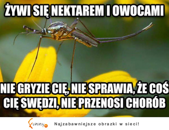 Samiec komara jest spoko