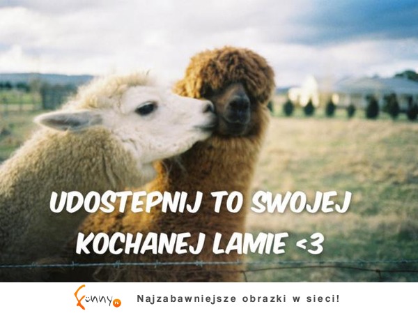 Kochana LAMA! <3