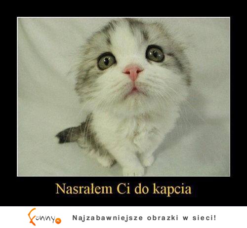 Nasrałem ci do kapci