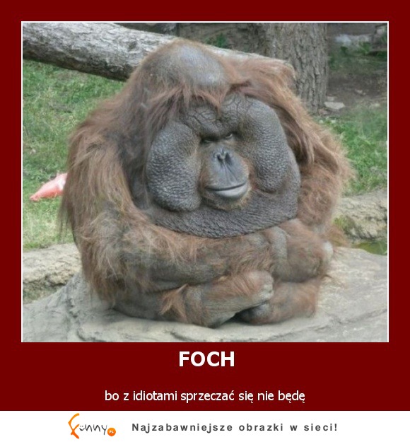 Foch!