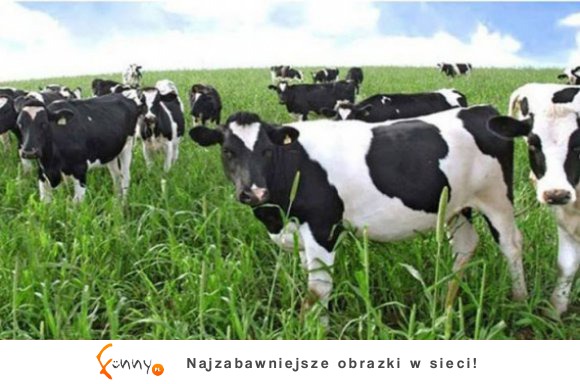 Co ukrywają przed nami właściciele największych sieci fast food? 16 zdumiewających faktów! Co ukrywają przed nami właściciele największych sieci fast food? 16 zdumiewających faktów!