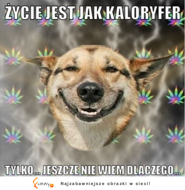 Życie jest jak kaloryfer