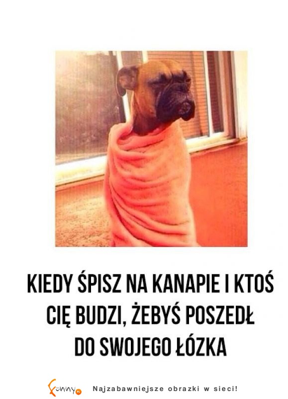 Kiedy śpisz na kanapie i ktoś cię budzi...