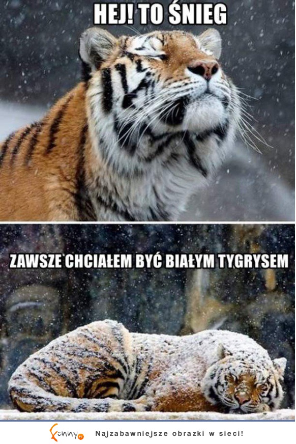 Tygrys i śnieg