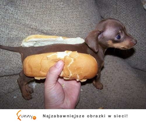 Jedyny hot dog, jakiego bym przygarnęła :D