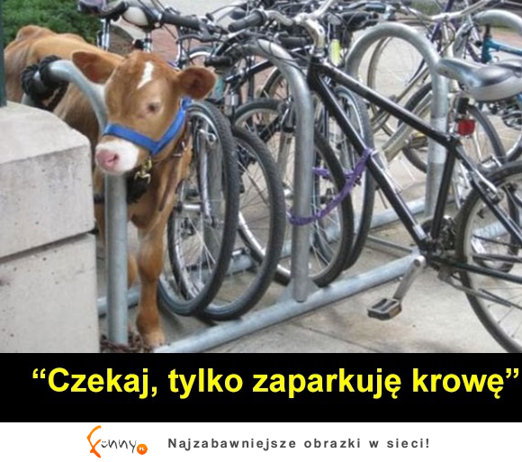 Zaparkowal krowe