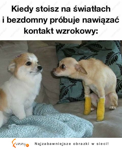 pojedynek spojrzeń