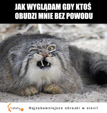 Jak wyglądam gdy ktoś obudzi mnie bez powodu :)